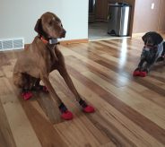 How to Protect Hardwood Flooring from Dog Scratches